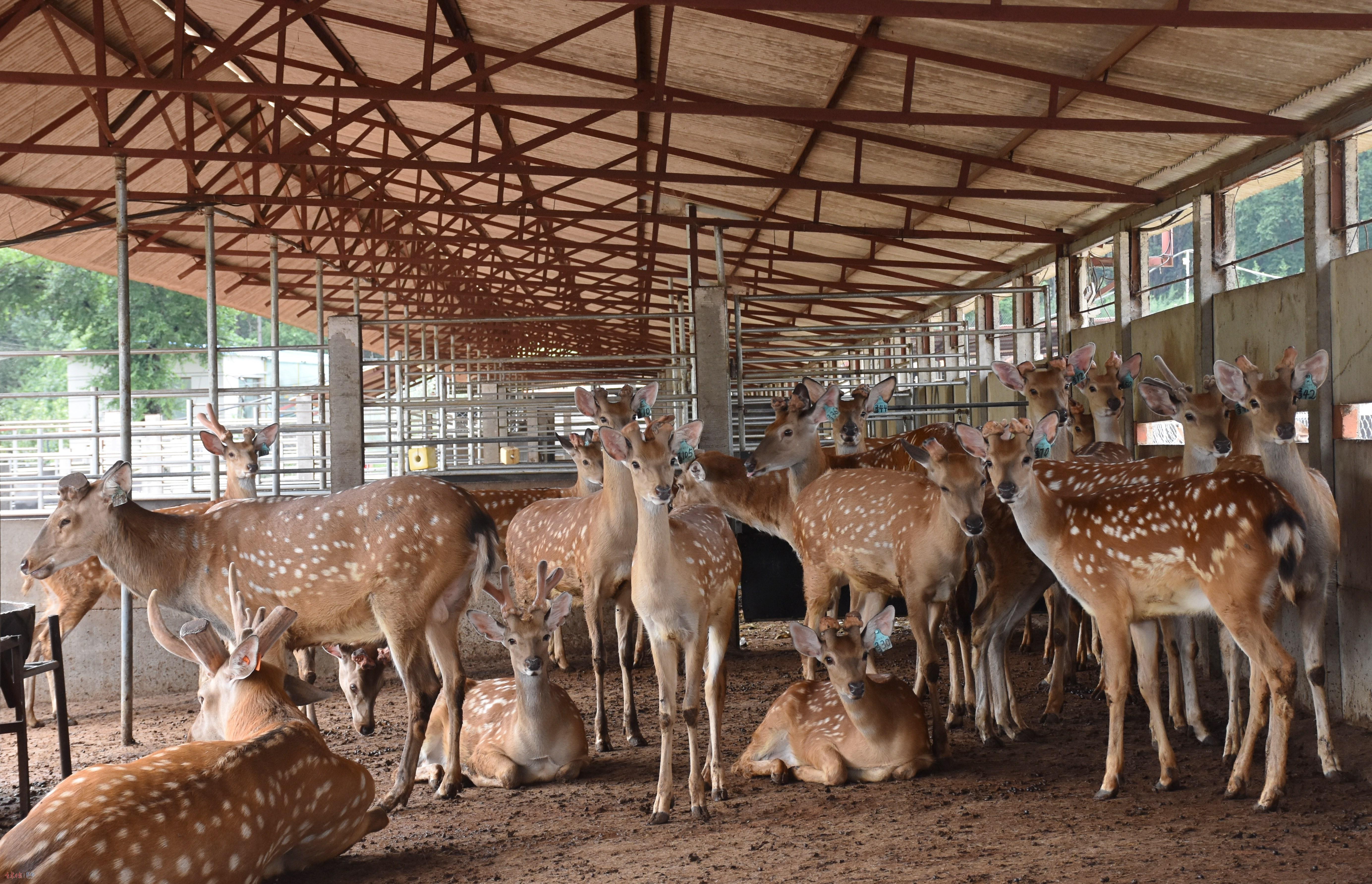 梅河口市村美民富产业兴