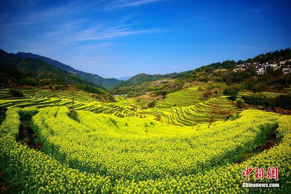 江西婺源油菜花海迎春綻放。篁嶺景區(qū)供圖