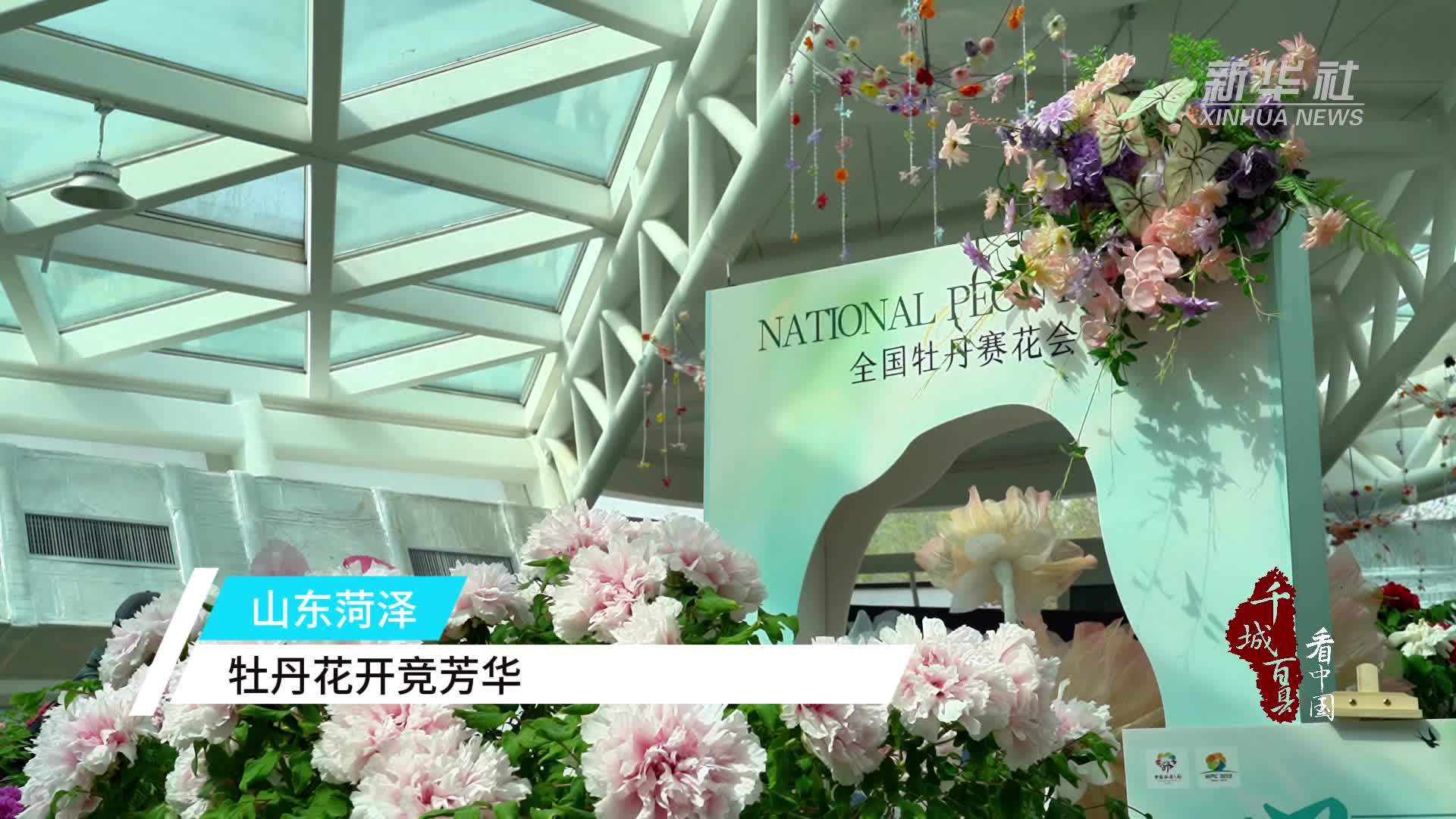 千城百县看中国｜山东菏泽：牡丹花开竞芳华