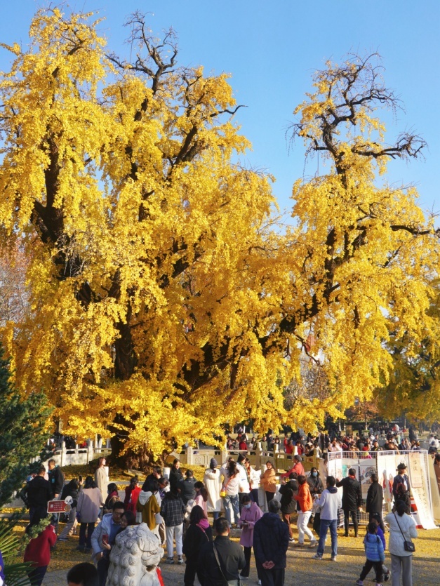 千年古银杏树下游人如织（转自网络）