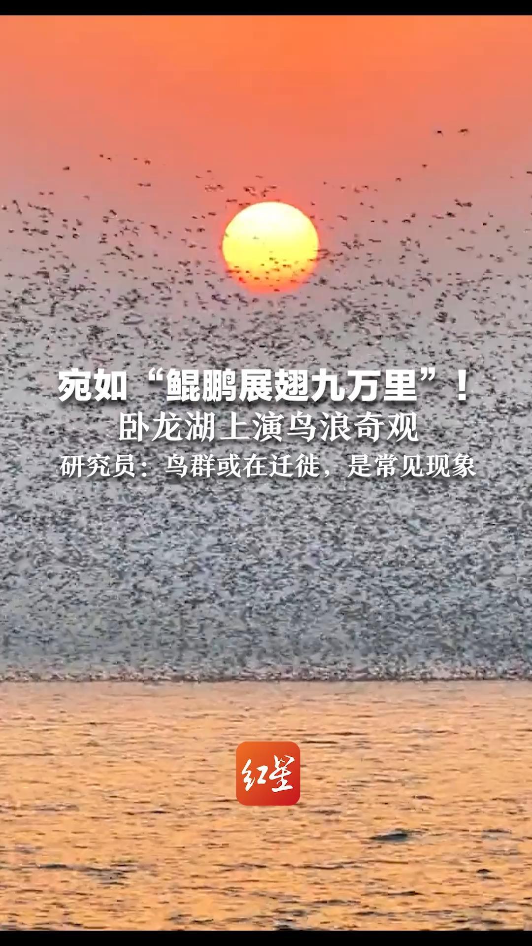 宛如“鲲鹏展翅九万里”！卧龙湖上演鸟浪奇观    研究员：鸟群或在迁徙，是常见现象