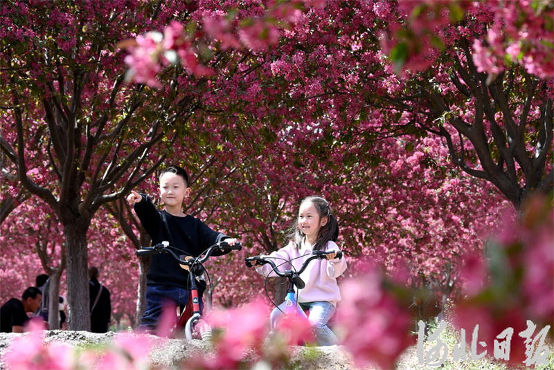 海棠花开醉游人1.jpeg