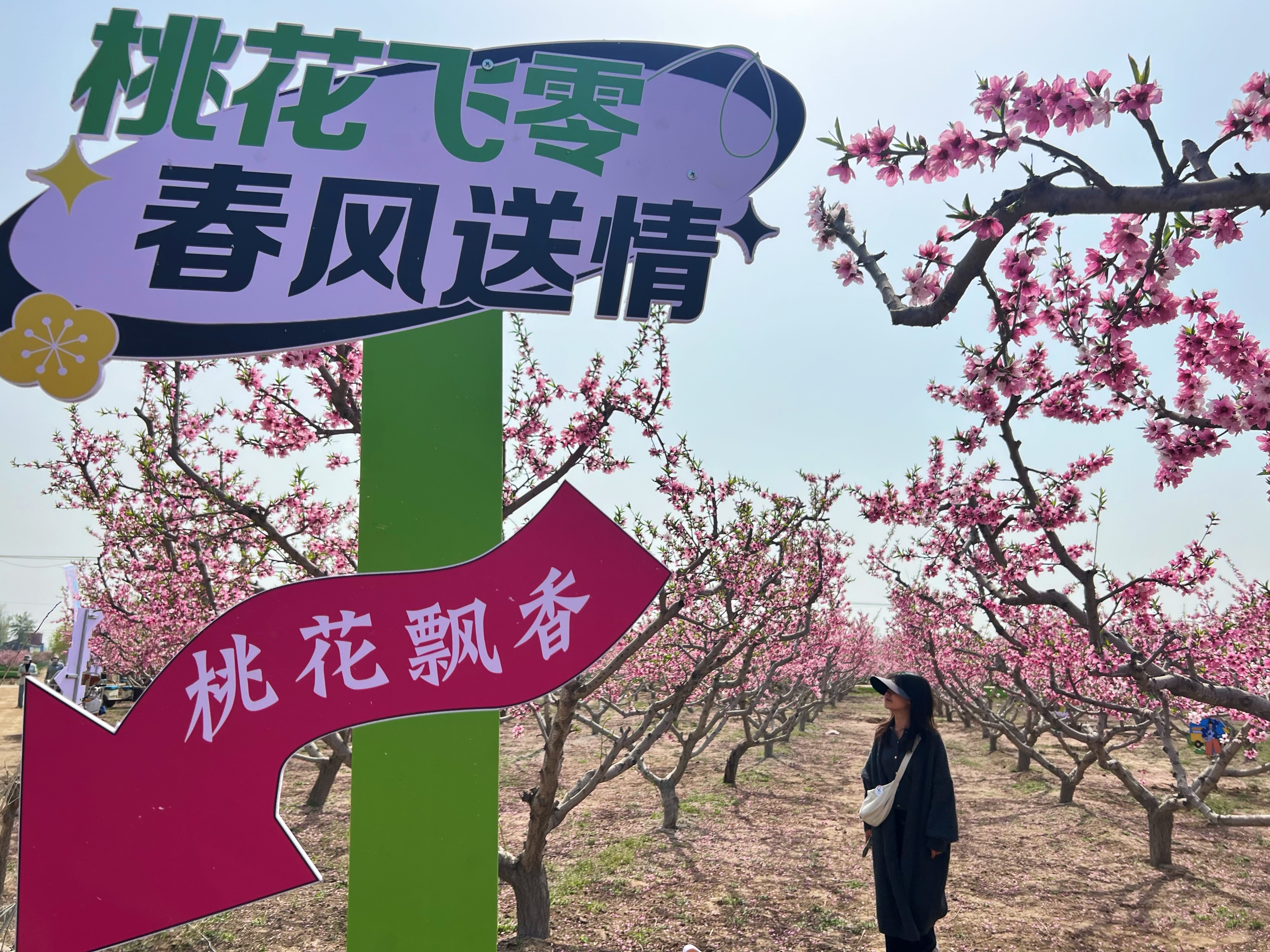 定州东旺镇：举办首届“桃韵雅集&middot;醉美东旺”桃花会