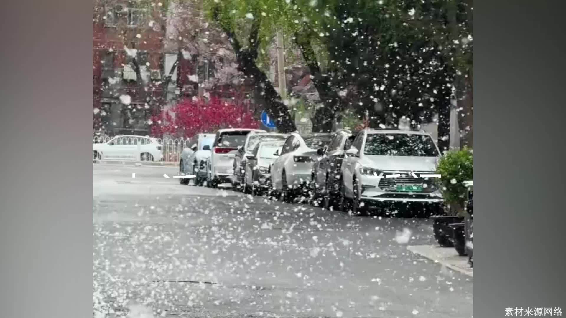 北京迎来杨柳飞絮高发期,预计持续50天,市民:像下雪一样,戴口罩仍有困扰_凤凰网视频_凤凰网