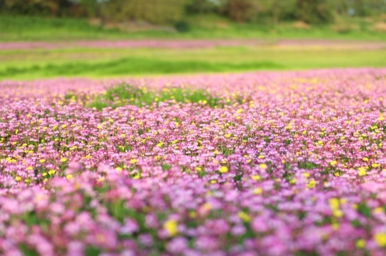 彭泽县芙蓉农场芳湖滩大片紫云英绽放,美不胜收(彭琴 摄)