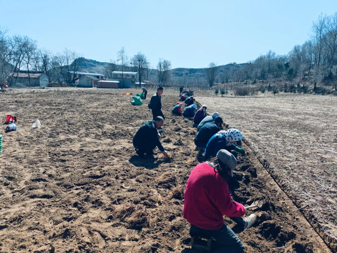 华亭春耕“药”事：构建种植加工销售全链条增收体系