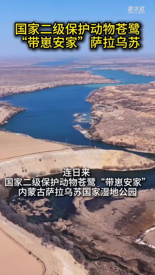 国家二级保护动物苍鹭“带崽安家”萨拉乌苏