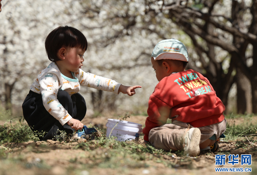 4月6日，河南省内黄县东庄镇西野庄村梨园，小朋友们在玩耍。