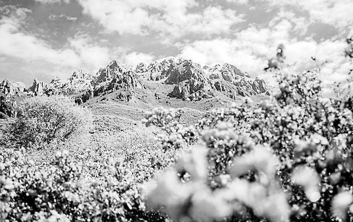 露骨山高山杜鹃