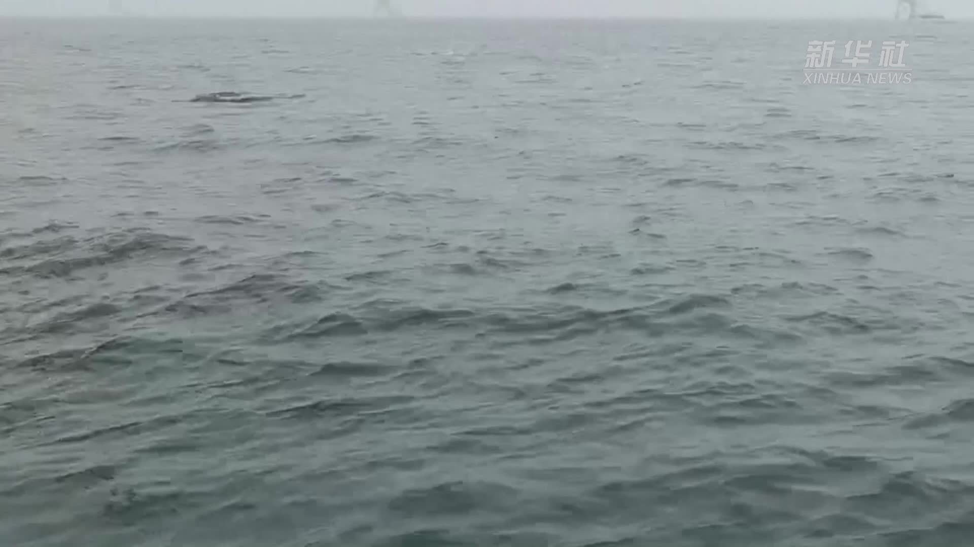 广西防城港白龙海域出现海豚嬉戏场景
