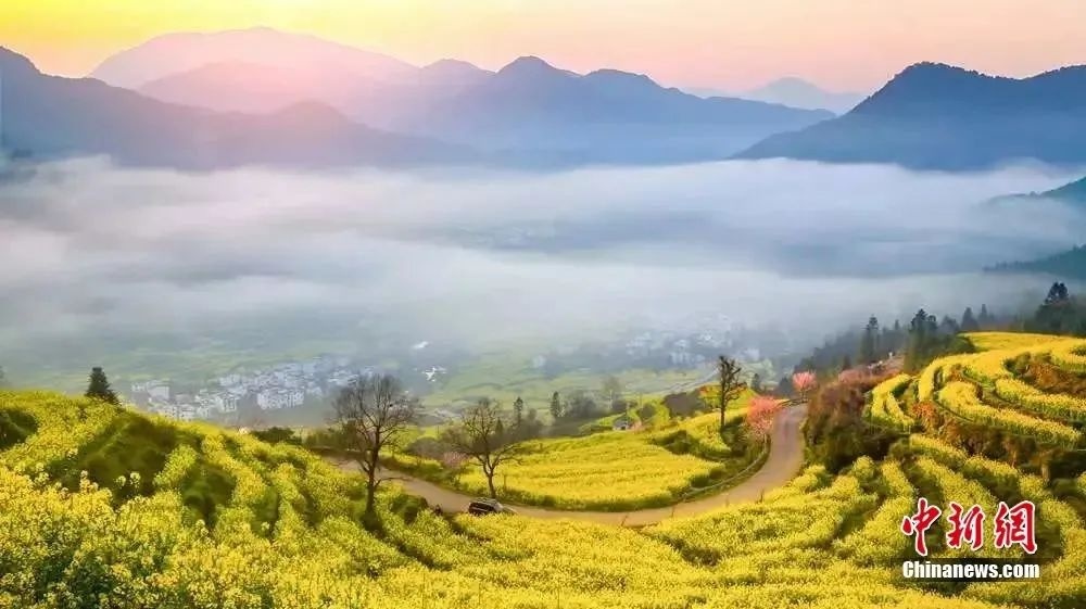 婺源油菜花盛開(kāi)。圖源：上饒文旅