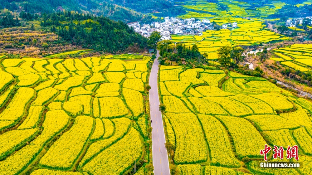 婺源油菜花盛開(kāi)。圖源：上饒文旅