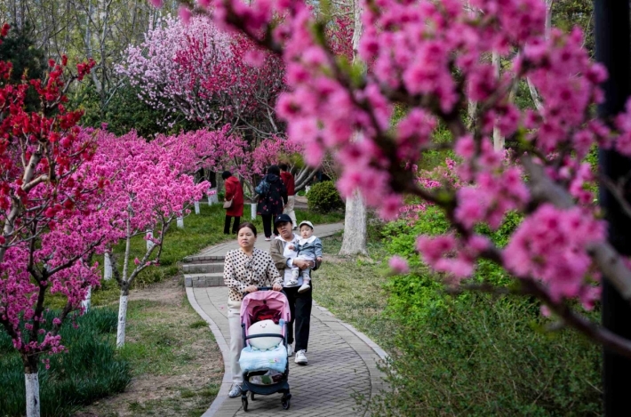 【组图】河北沧州：游人踏青共赏“花花世界”