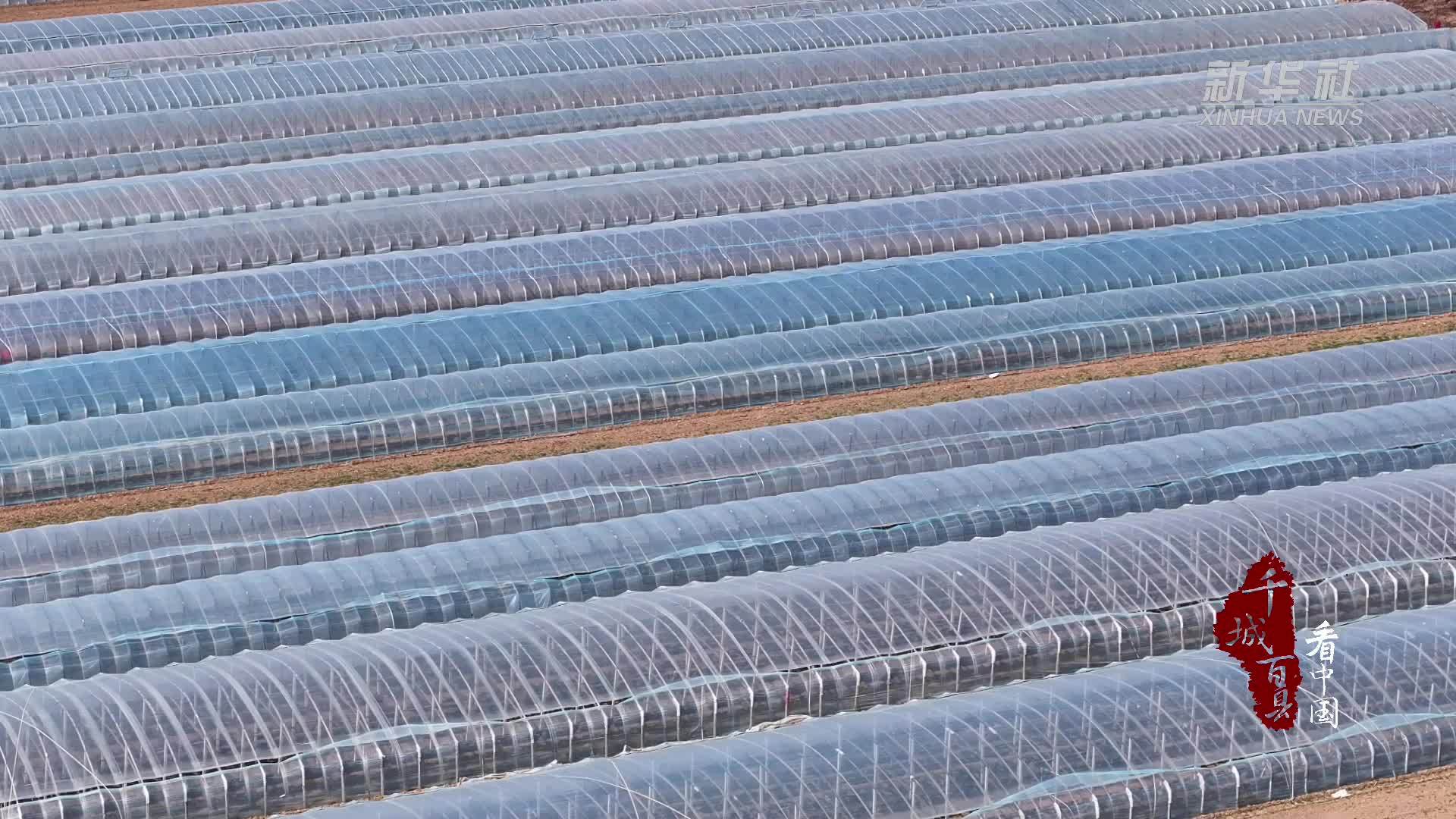 千城百县看中国｜河北安次：奏响春忙“奋进曲”