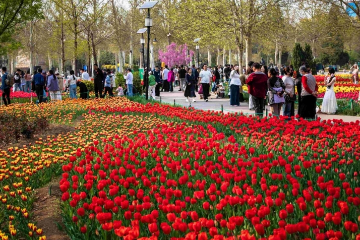 【组图】河北沧州：游人踏青共赏“花花世界”