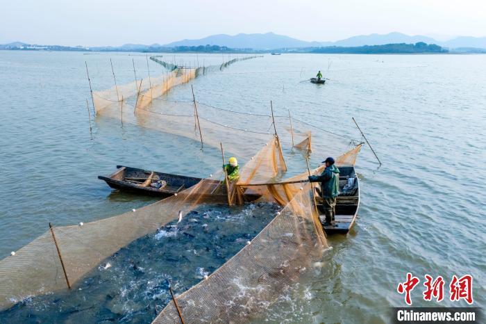 图为都昌县大沔池，养殖人员在拉网捕捞鲤鱼、鲢鱼等水产品，供应周边市场。尹志 摄