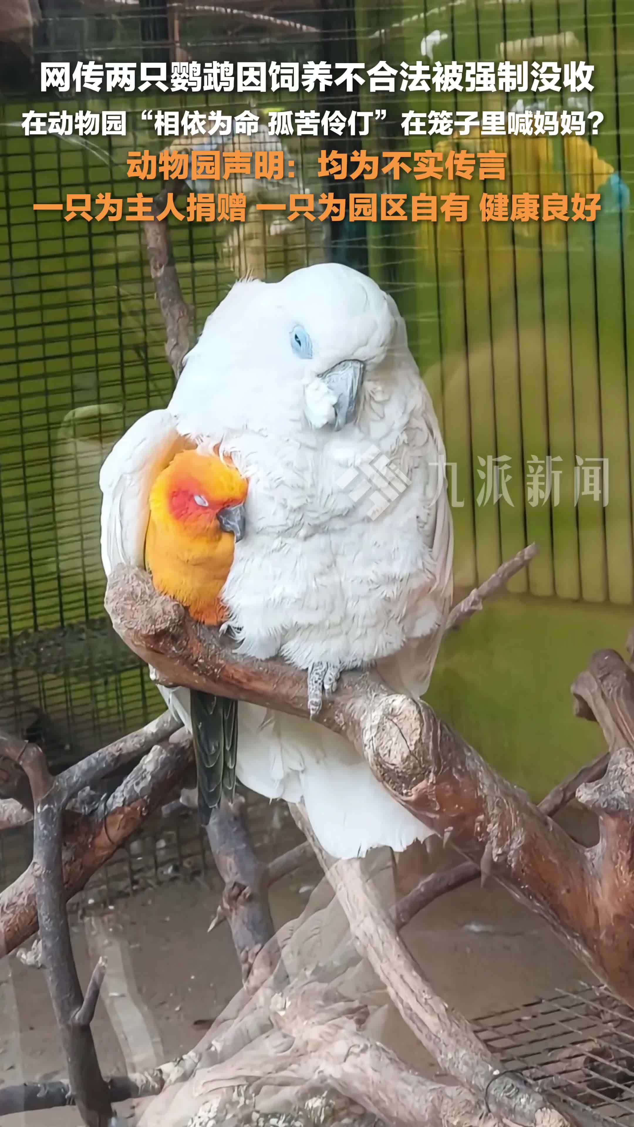 动物园辟谣两只鹦鹉被没收后相依为命：一只为主人捐赠，一只为园区自有，健康良好
