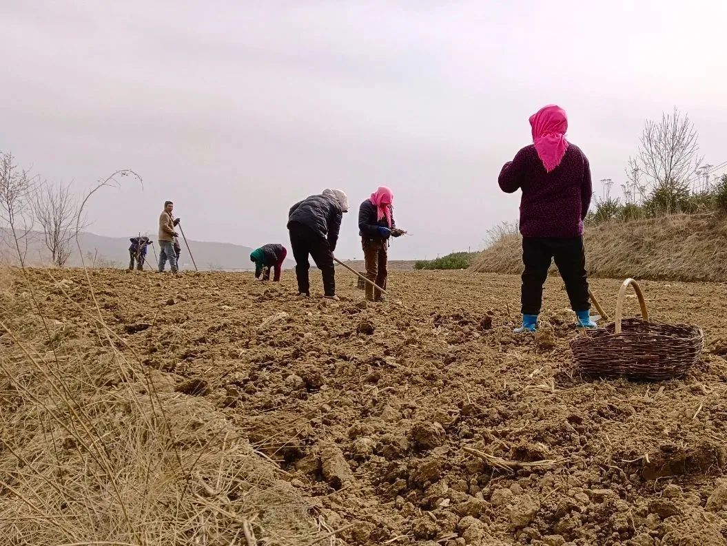 一株草药种出百姓致富千金方　华亭村集体经济"壮"起来