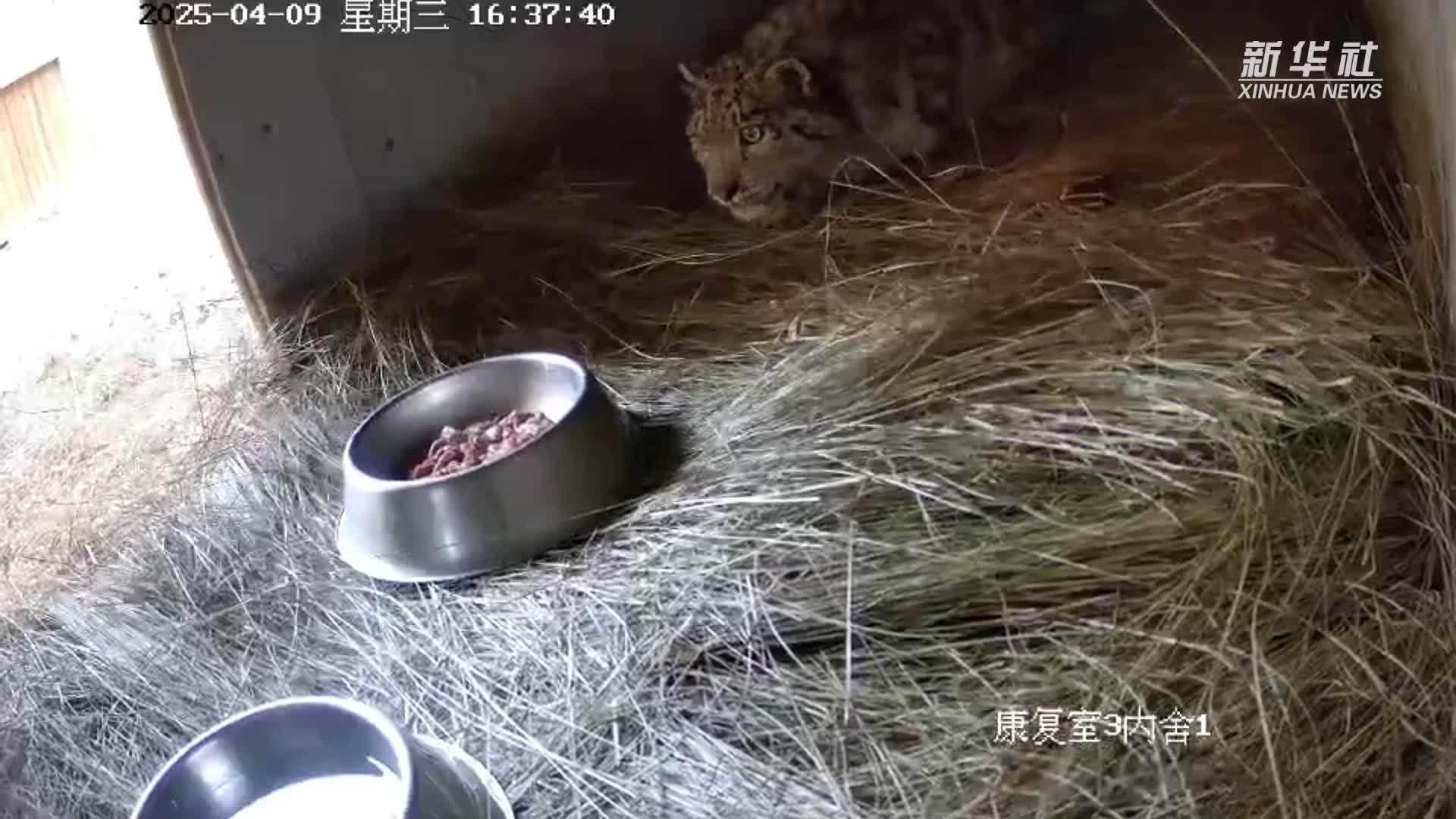 雪豹幼崽“凌小蛰”已转移到隔离康复室接受治疗