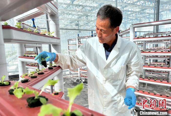 图为四月上旬,甘肃定西市内官绿色蔬菜现代产业园内无土栽培的蔬菜。高展 摄