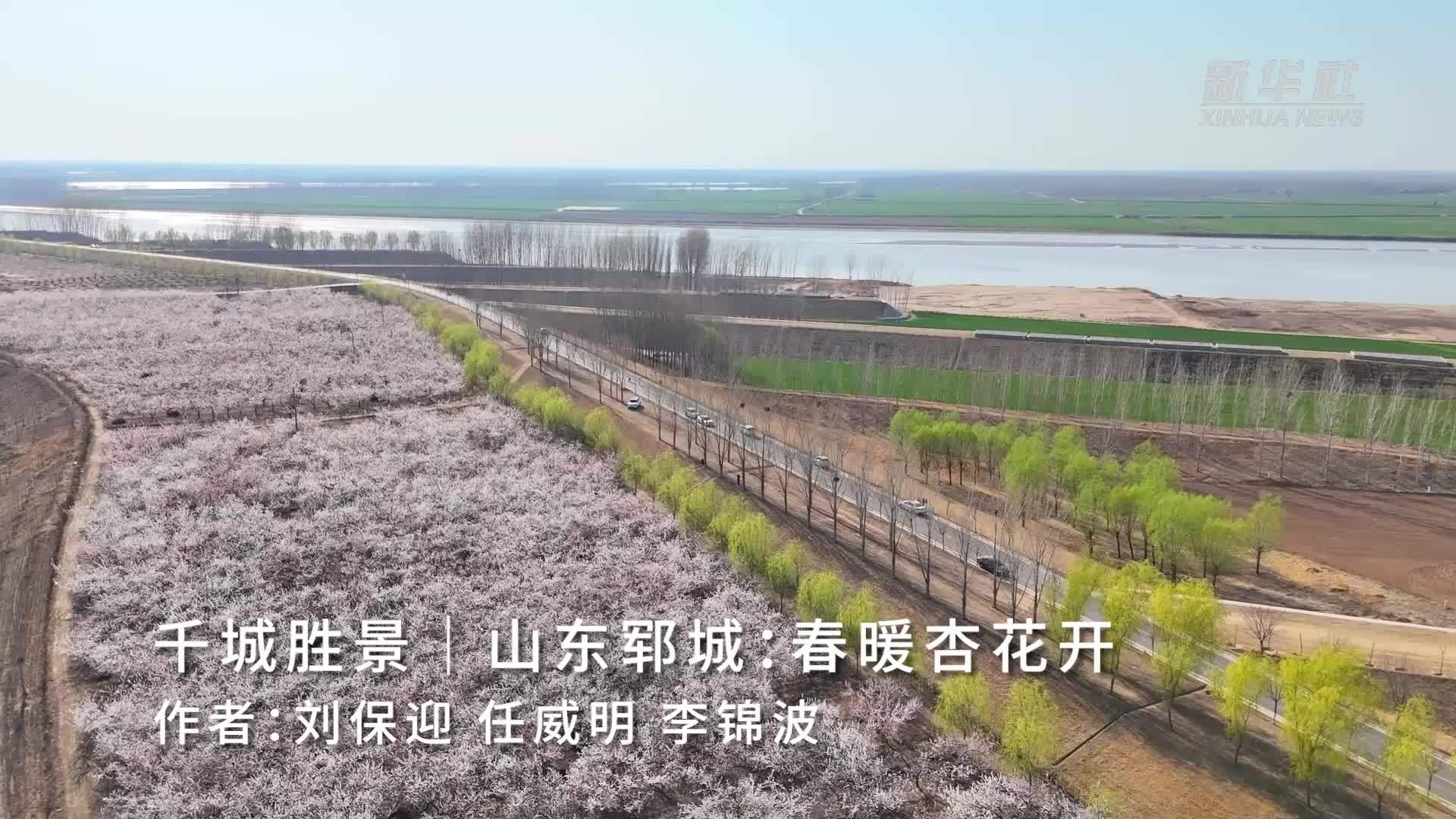 千城胜景｜山东郓城：春暖杏花开