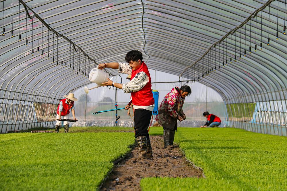 4月3日，奉新县赤岸镇沿里村的育秧大棚内，党员志愿者正在给秧苗浇水。（邓建刚 许晓婷 摄）