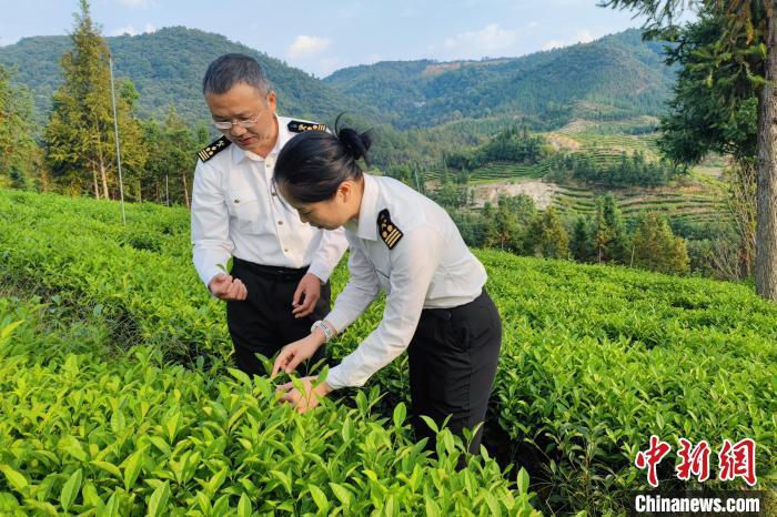 图为景德镇海关工作人员在茶叶基地调研。(资料图)景德镇海关 供图