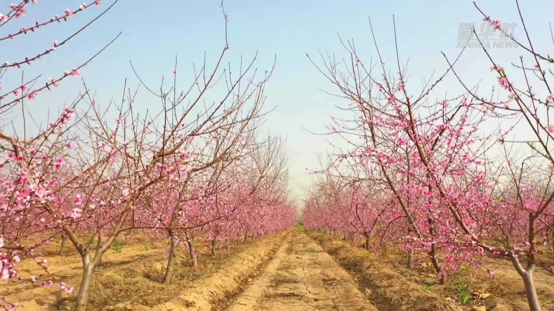 千城胜景｜河北南宫：桃花芳菲春意浓