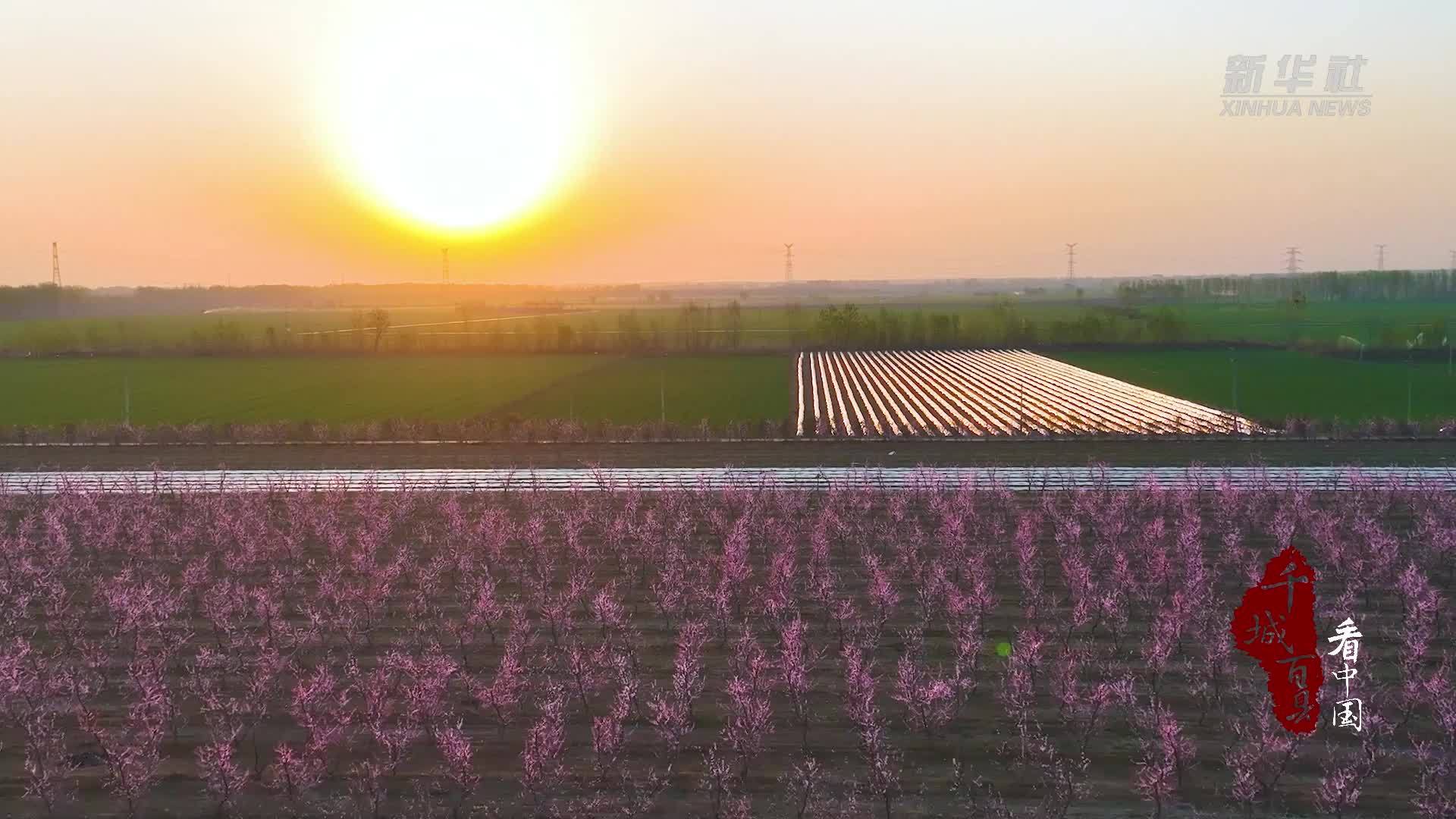千城百县看中国｜河北高阳：桃花灼灼映春色