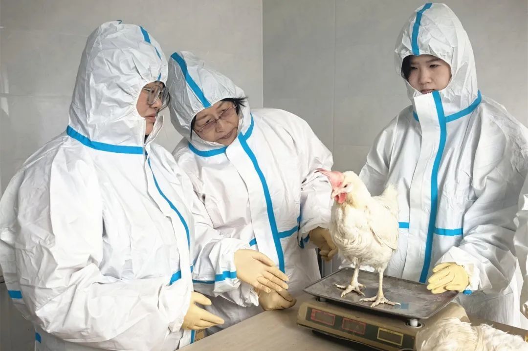 吉林农业大学科研团队在吉林省明乾营养蛋品科学家工作室内开展科研攻关
