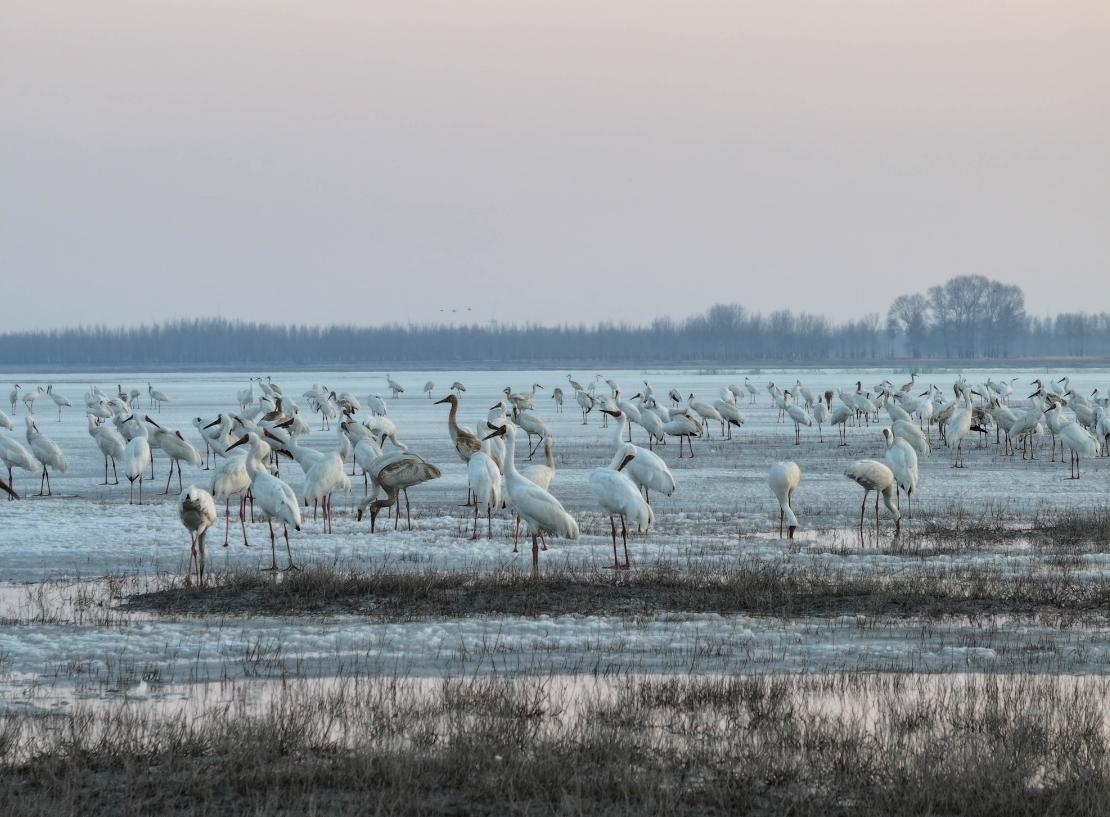 白鹤翩跹而至 莫莫格湿地迎来年度迁徙盛况