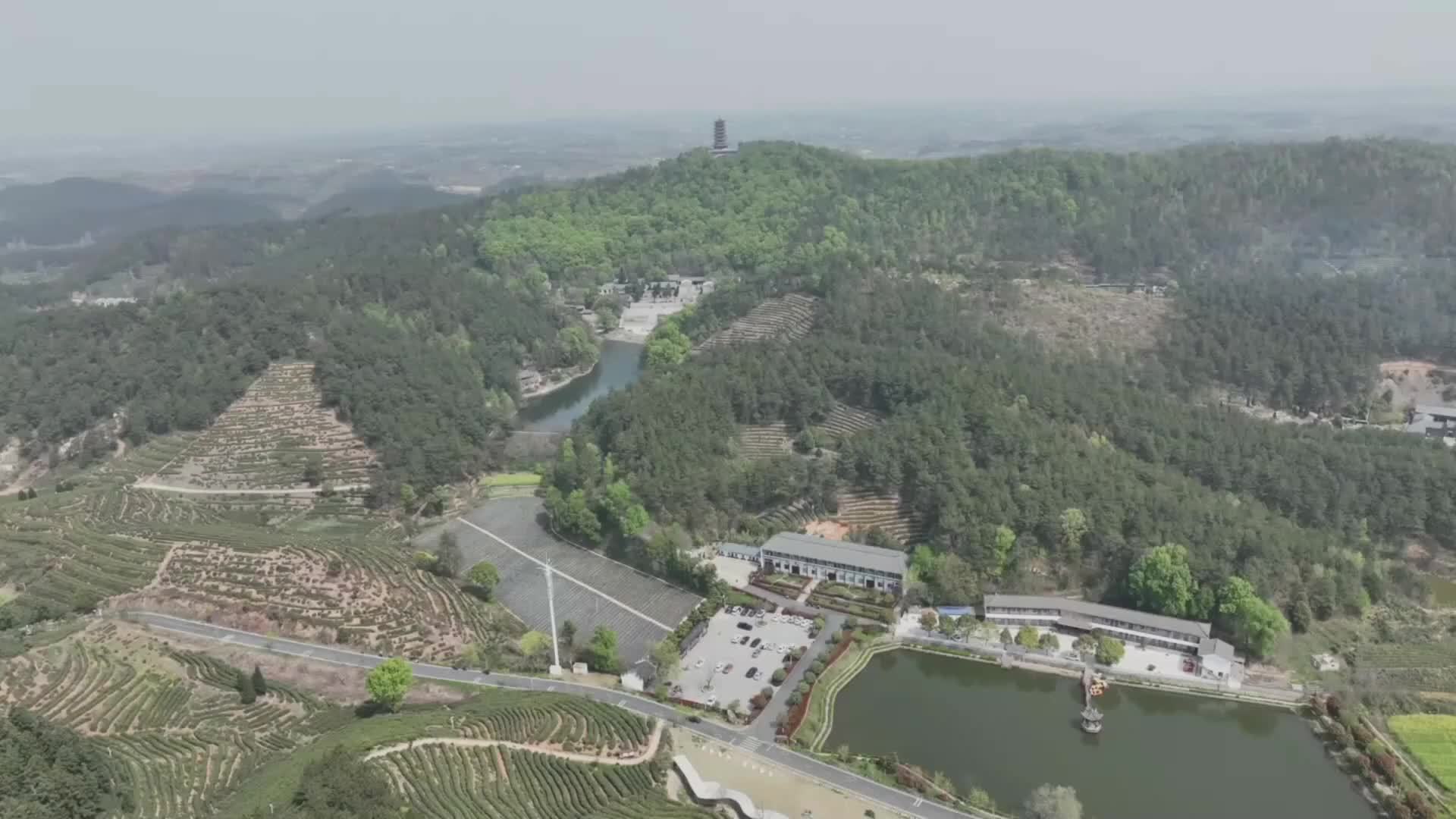 河南光山：“一片叶子”绘就乡村振兴新画卷