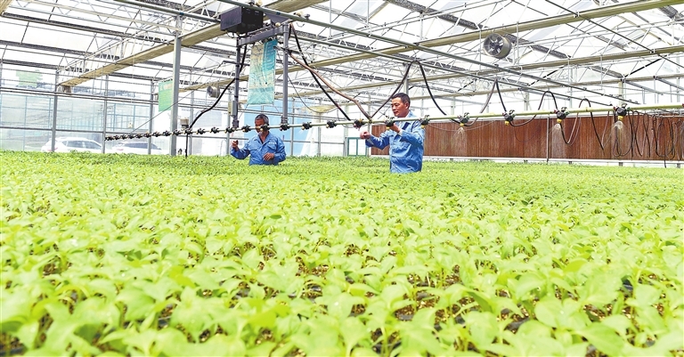 乐平市智能蔬菜大棚培育蔬菜苗。通讯员 朱定文摄