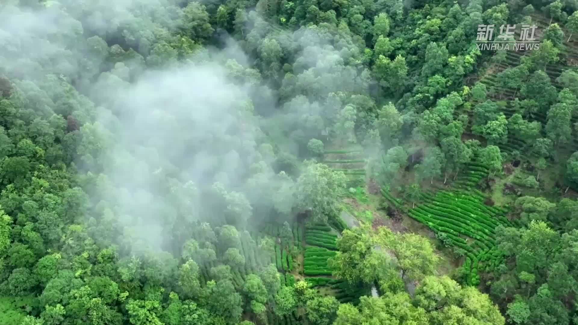 新时代中国调研行之文化中华·非遗匠“新”丨从非遗制茶到茶产业“大脑”