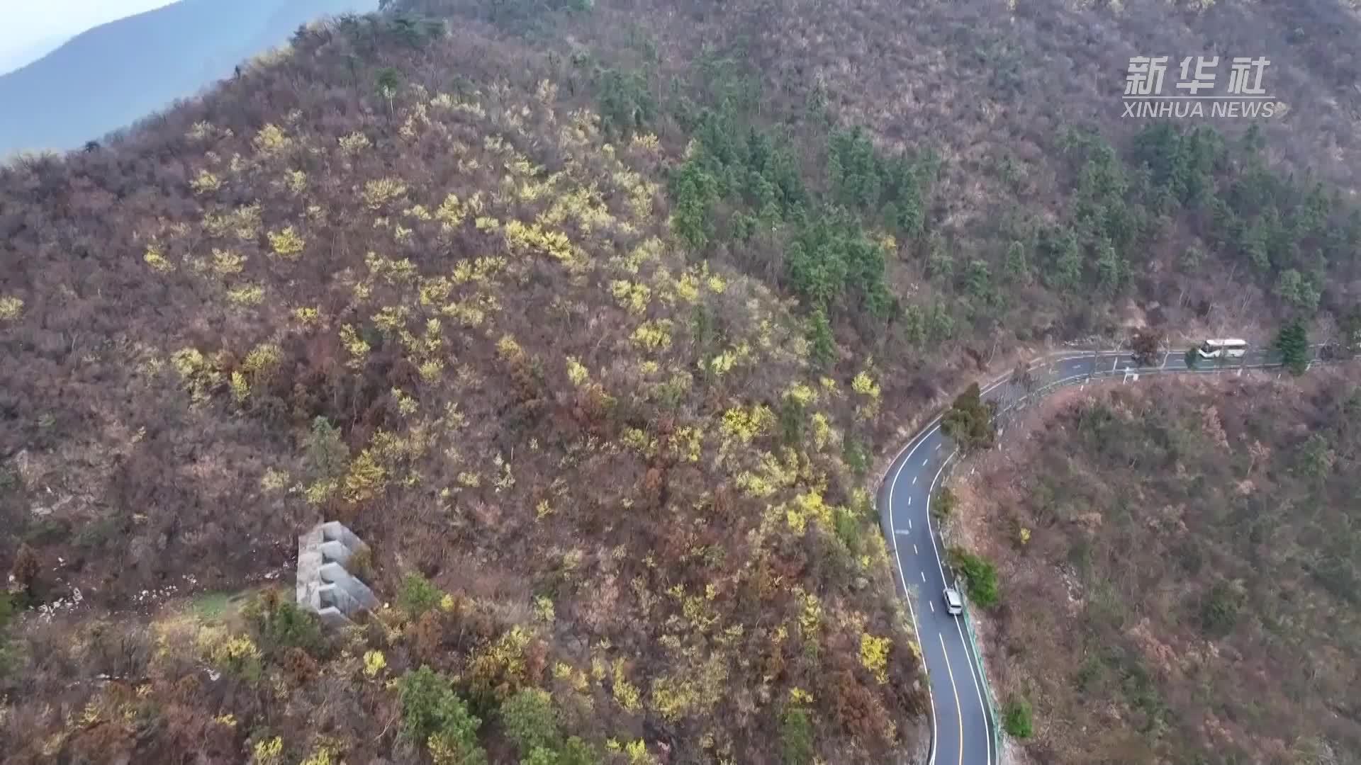 金缕梅、银缕梅双双“落户”庐山植物园