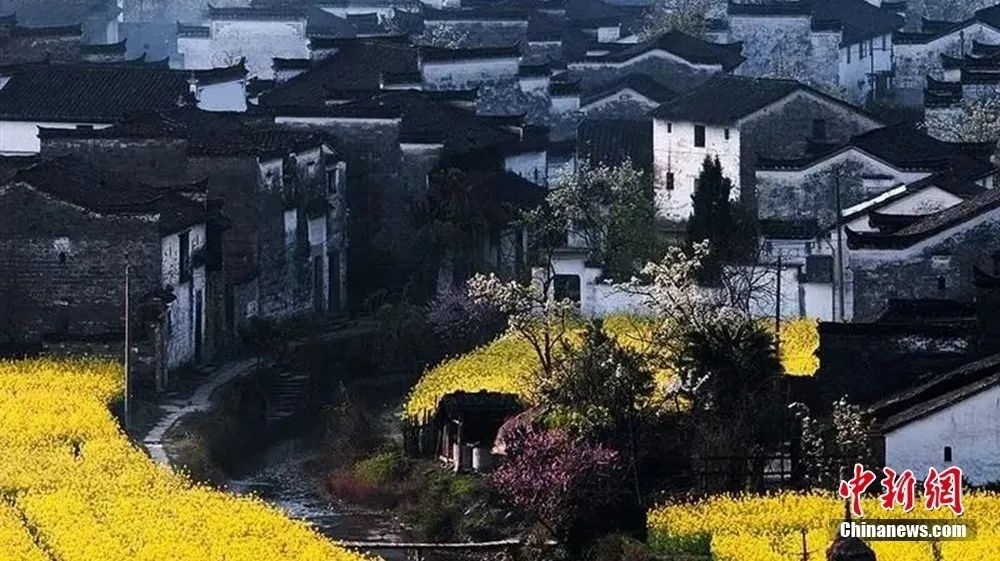 婺源油菜花盛開(kāi)。圖源：上饒文旅
