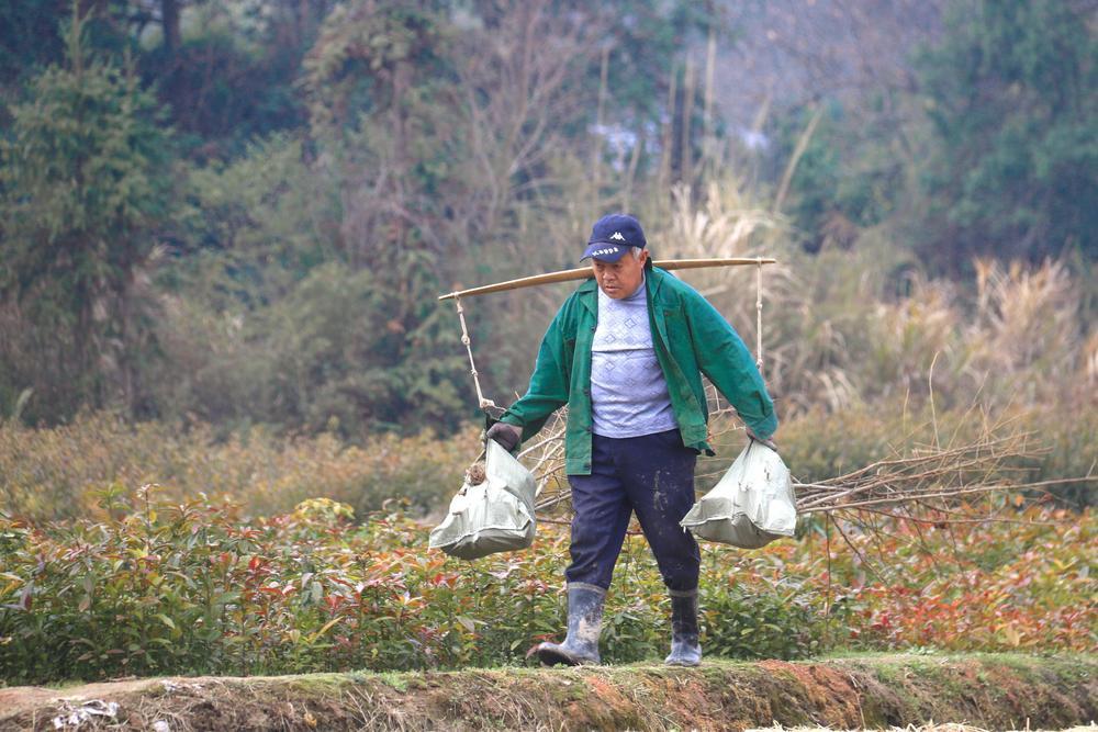 4月3日，奉新县罗市镇梧岗村村民正挑运苗木，准备装车销往外地。 （邓建刚 项敏慧 摄）