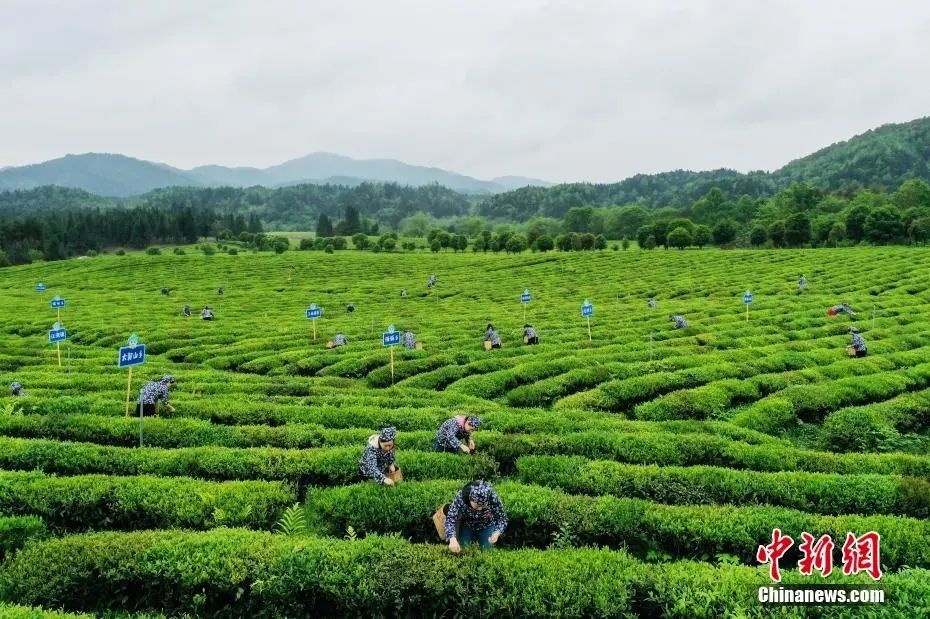 江西省婺源縣思口鎮(zhèn)金竹有機(jī)茶園。劉占昆 攝