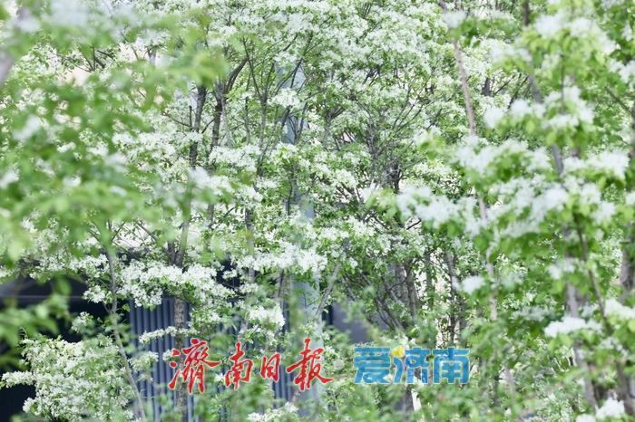 济南绸带公园流苏盛开，春日美景惹人醉