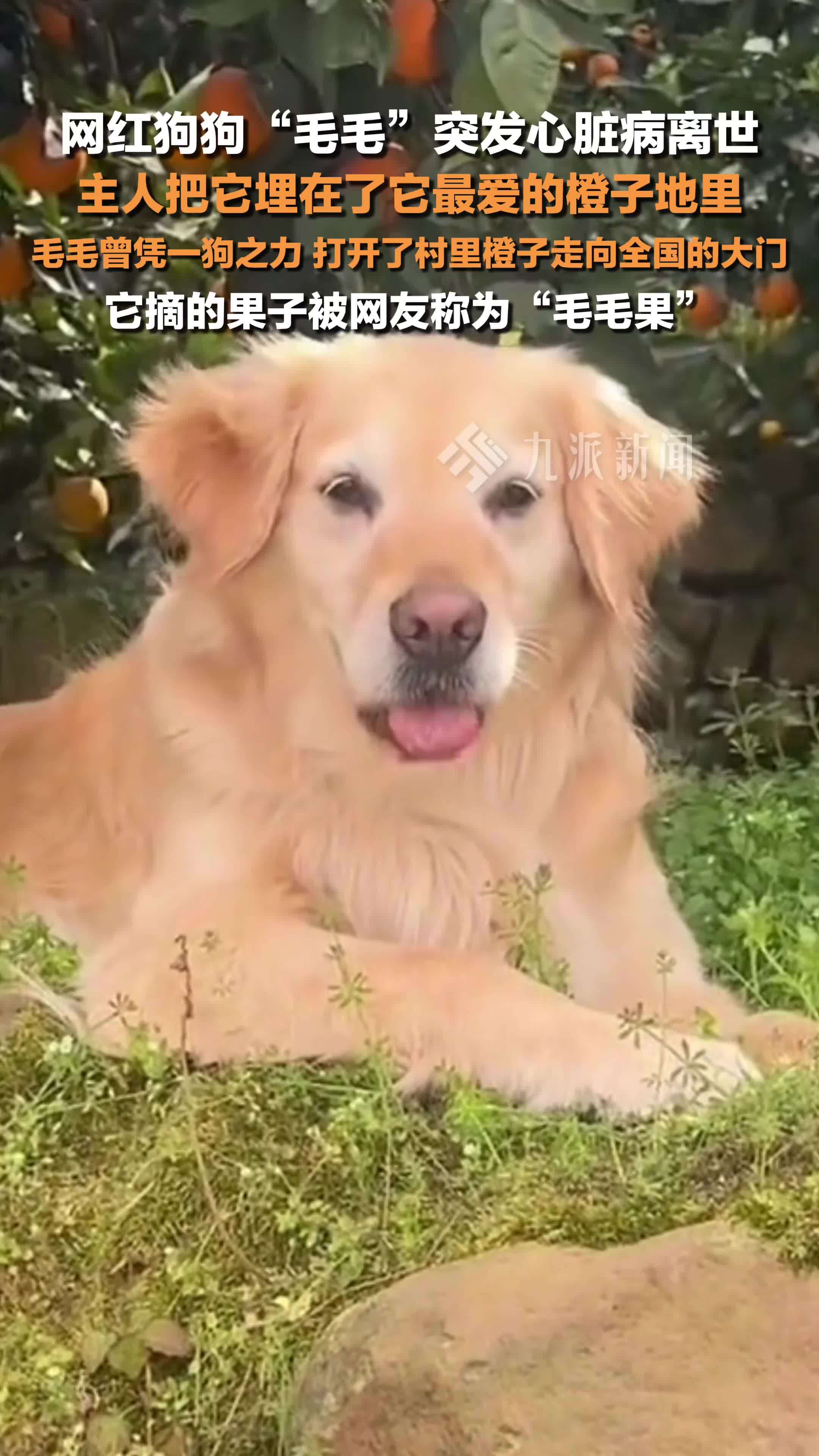 摘“毛毛果”的网红狗狗毛毛突发心脏病离世，主人把它埋在它最爱的橙子地里