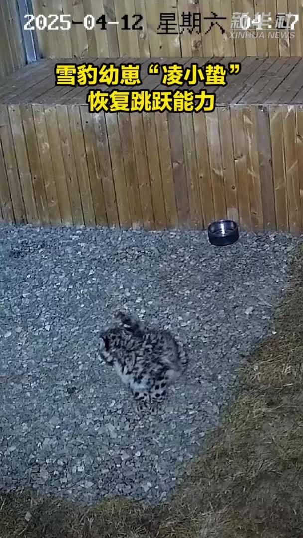 雪豹幼崽“凌小蛰”恢复跳跃能力
