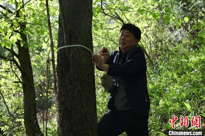 长阳林业局工作人员查看珙桐树生长情况。刘影 摄