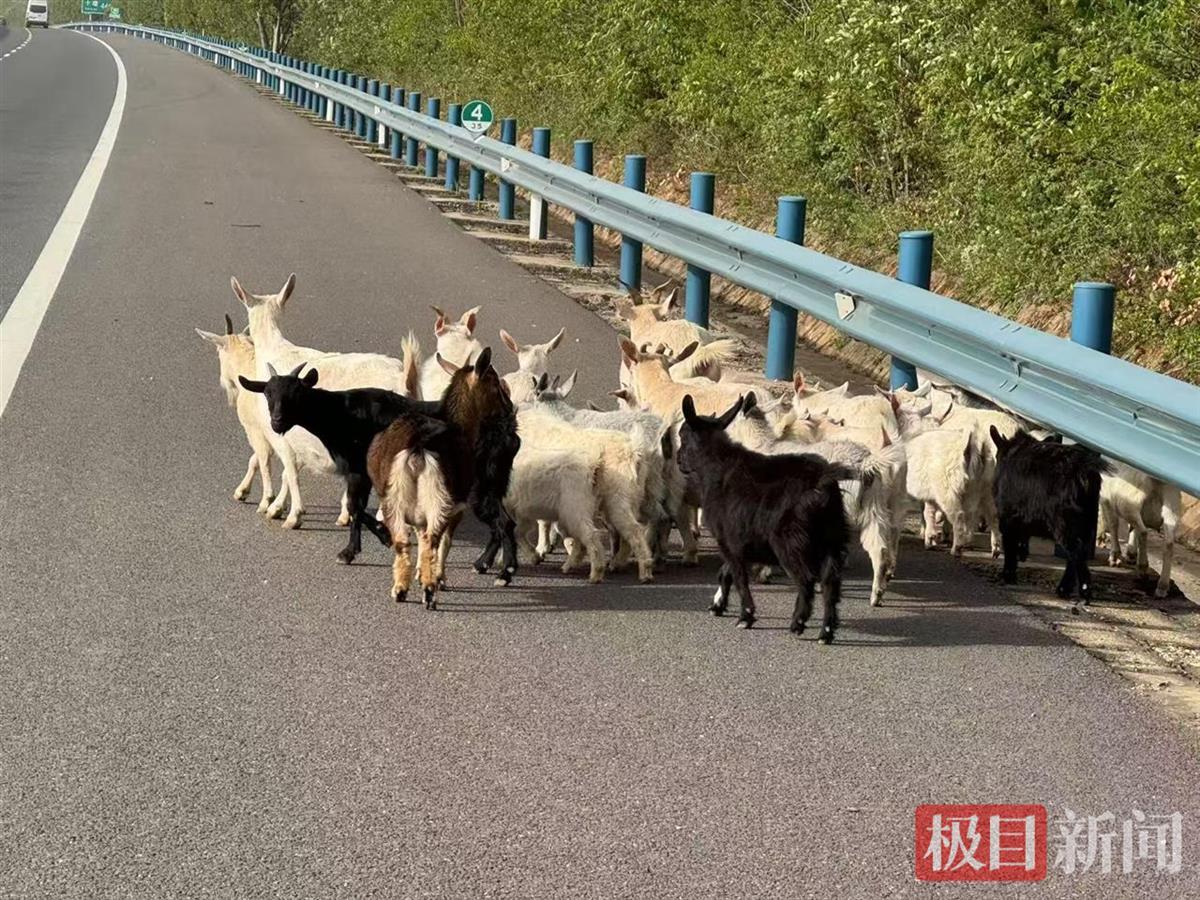 头羊犯了迷糊羊群溜进高速公路　交警客串羊倌“营救”