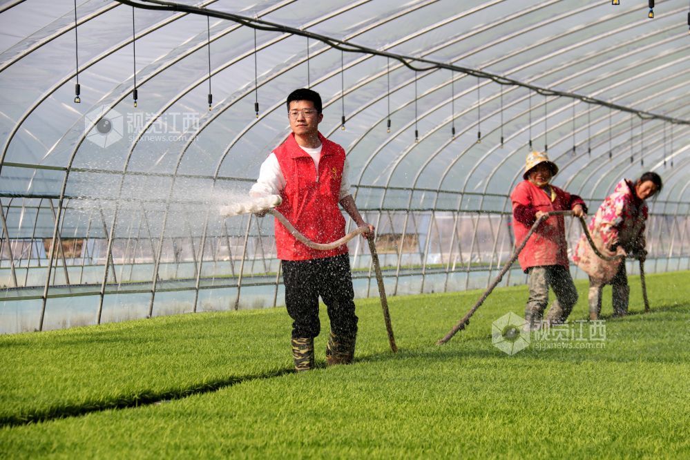 奉新县：党员干部助力春耕生产（图）