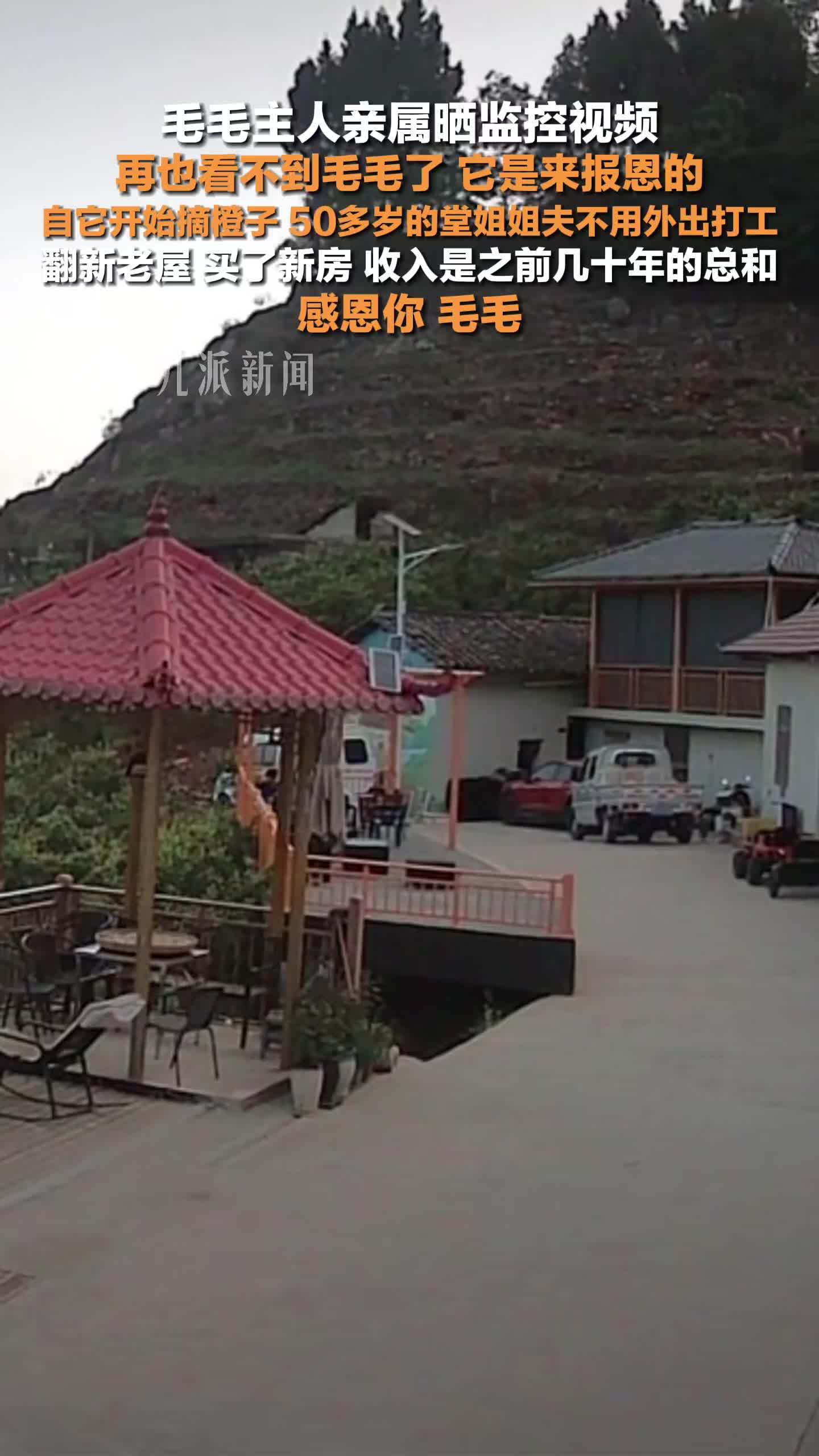 监控里再也看不到毛毛的身影了，主人亲属称毛毛是来报恩的