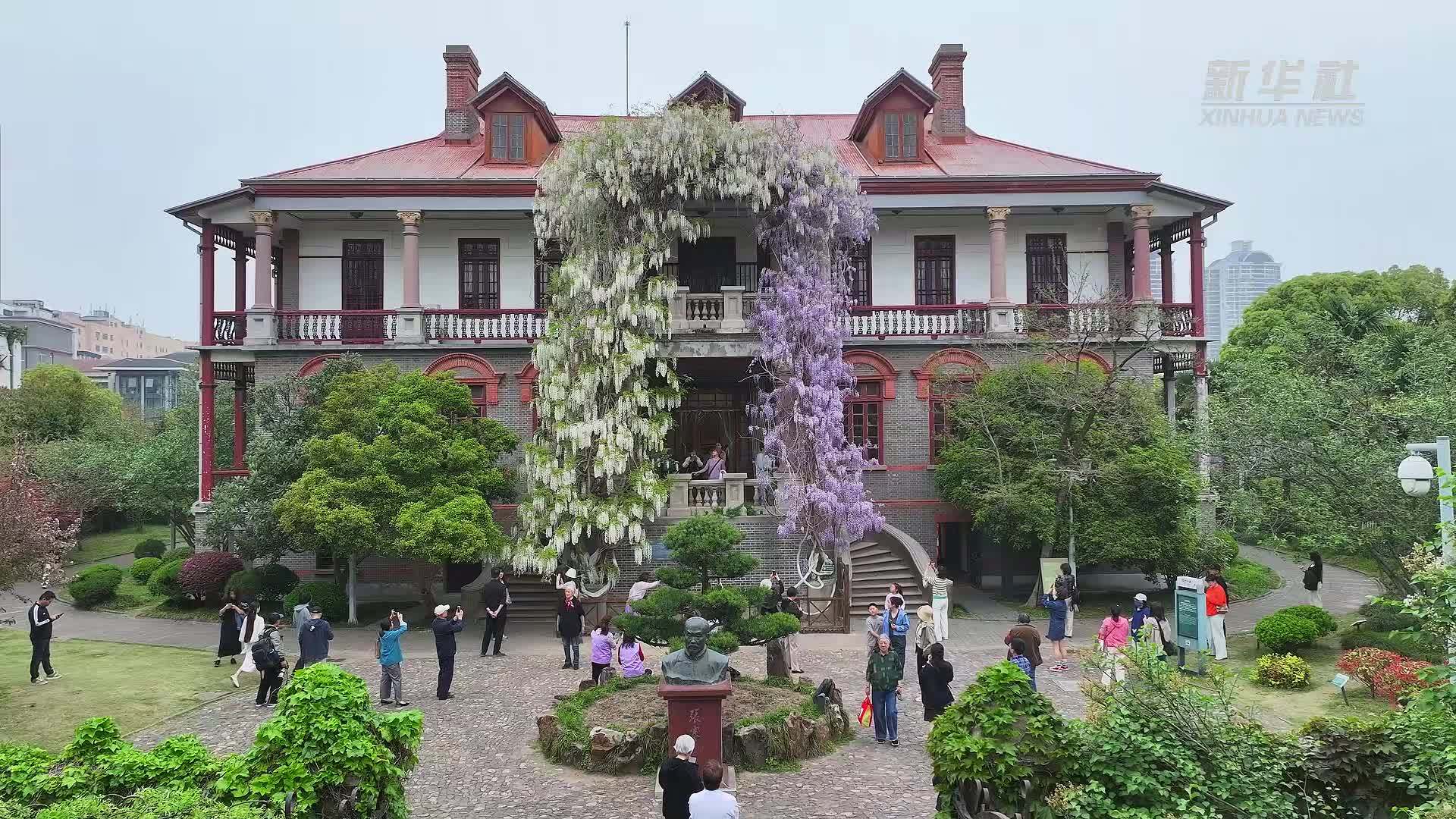 南通博物苑百年紫藤花开正艳