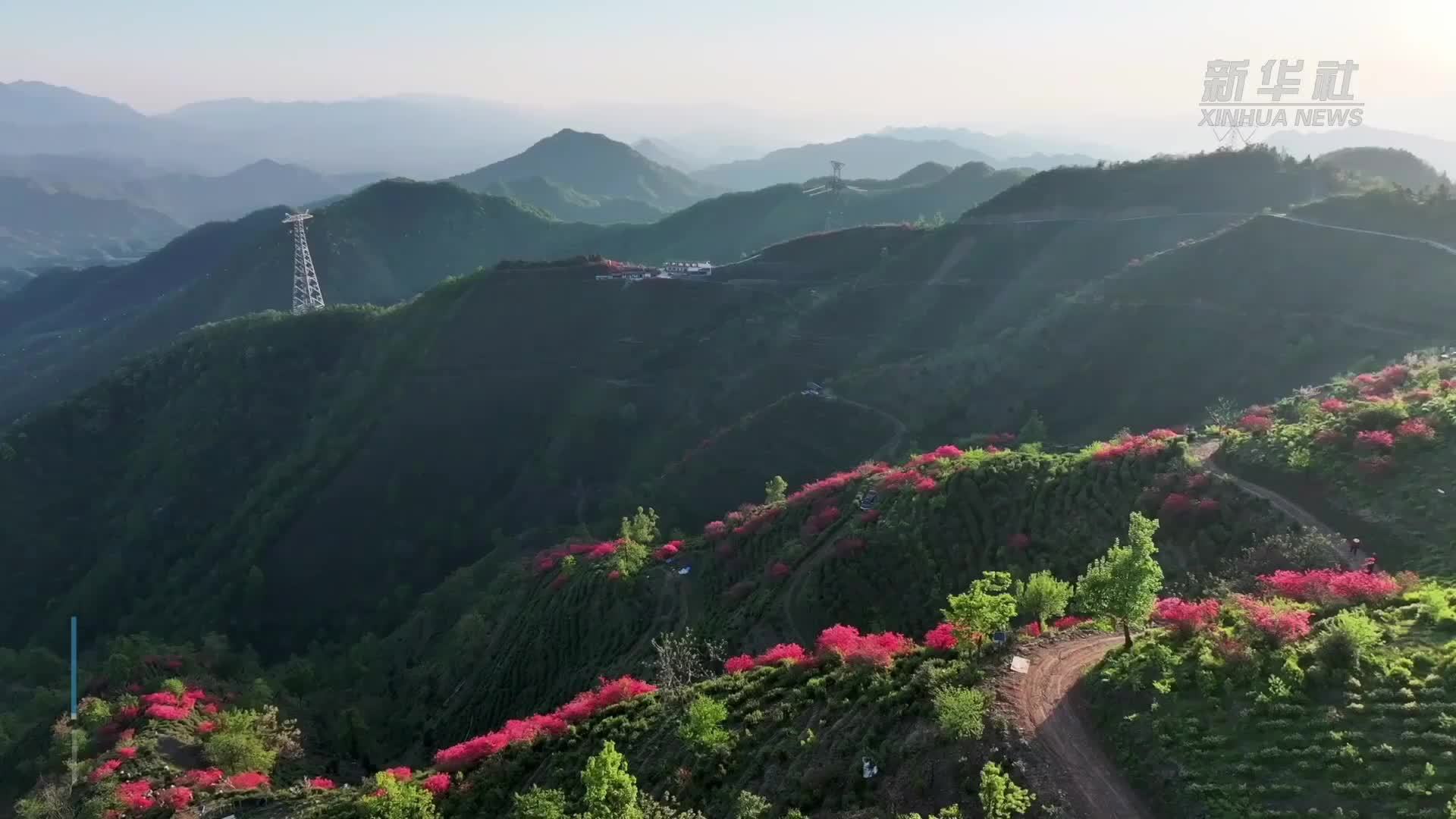 安徽旌德：茶园盛开映山红