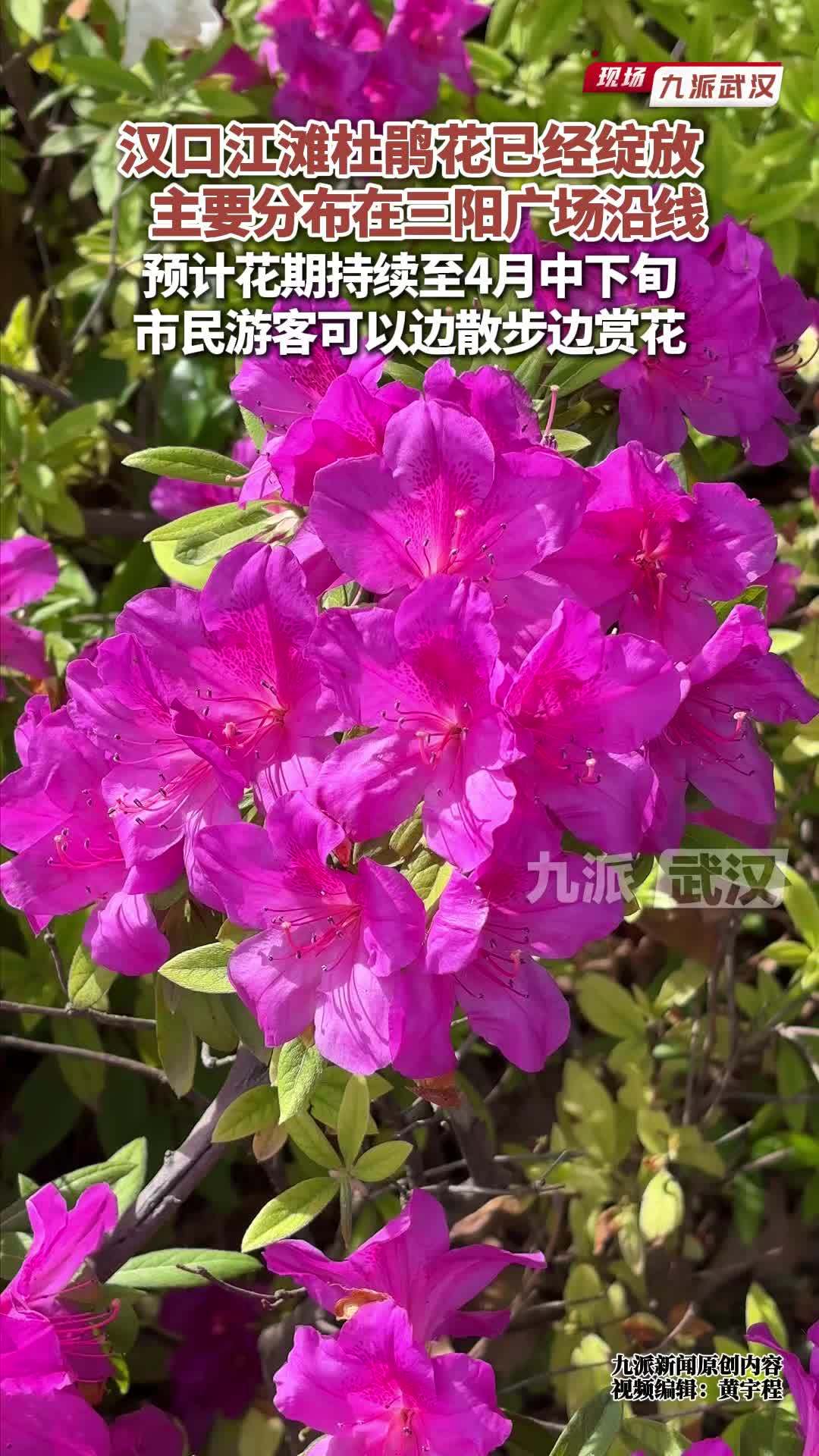 汉口江滩杜鹃花已经绽放，主要分布在三阳广场沿线，市民游客可以边散步边赏花