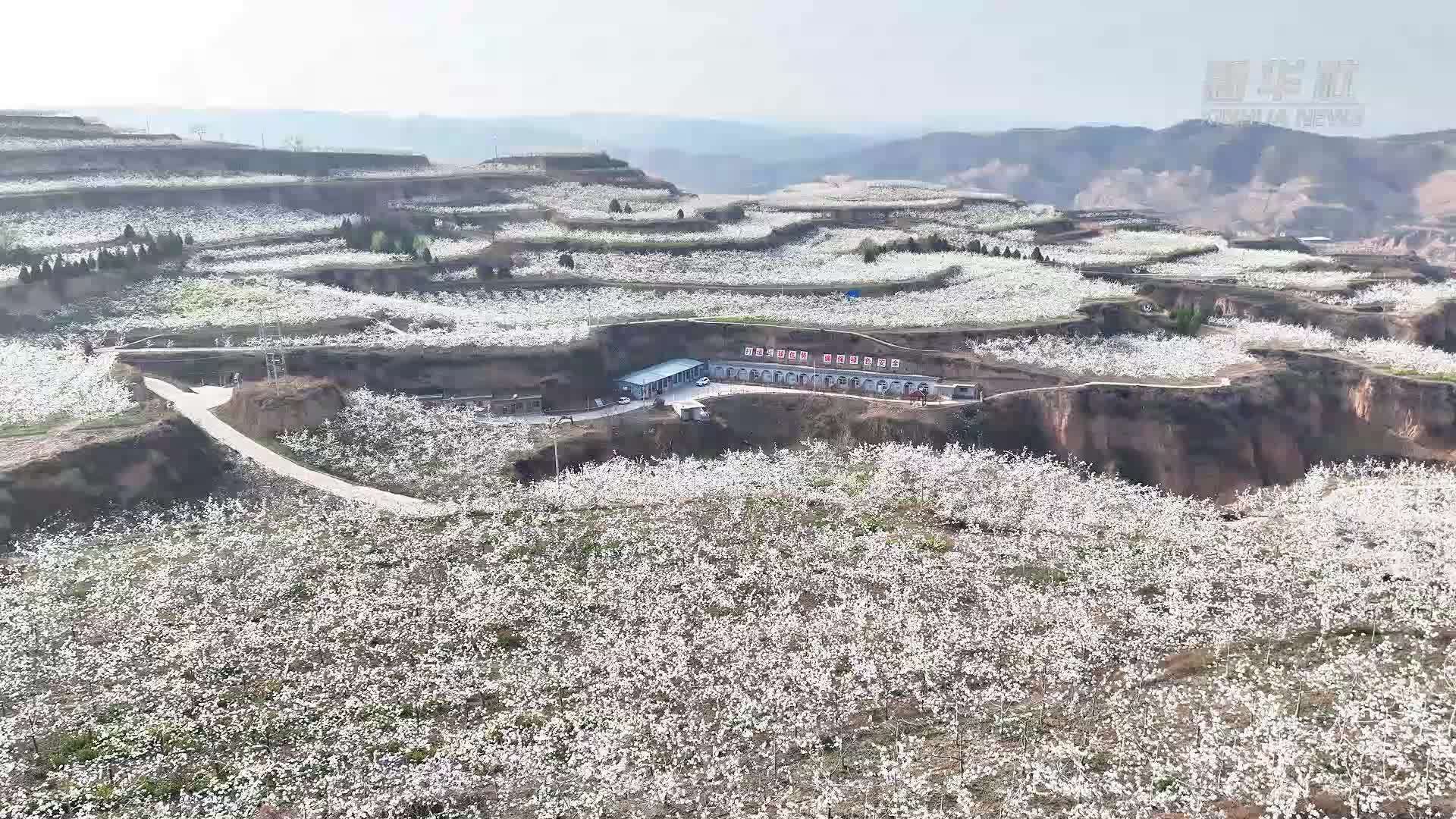 山西汾西：梨花盛开迎客来 产业发展正当时