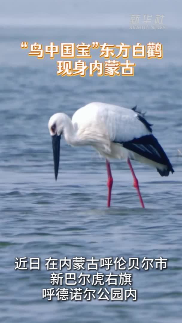 “鸟中国宝”东方白鹳现身内蒙古